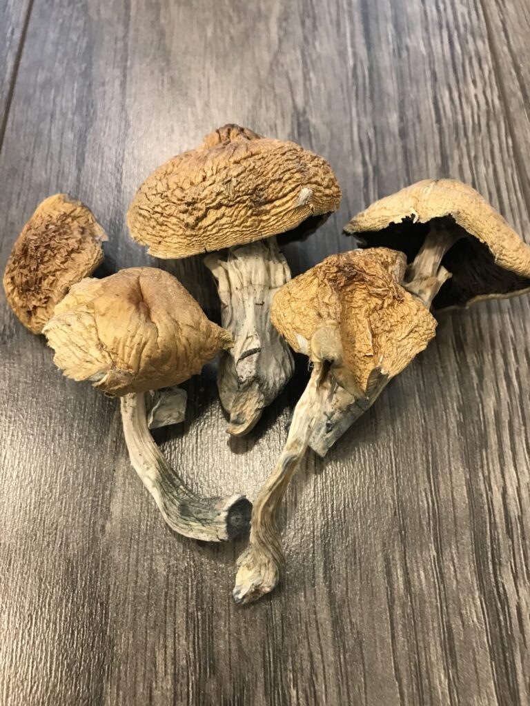 Alacabenzi-Cubensis-scaled-1
