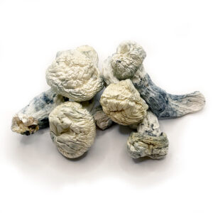 Albino A+ magic mushroom.