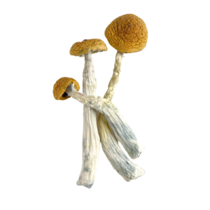 mushroom microdosing