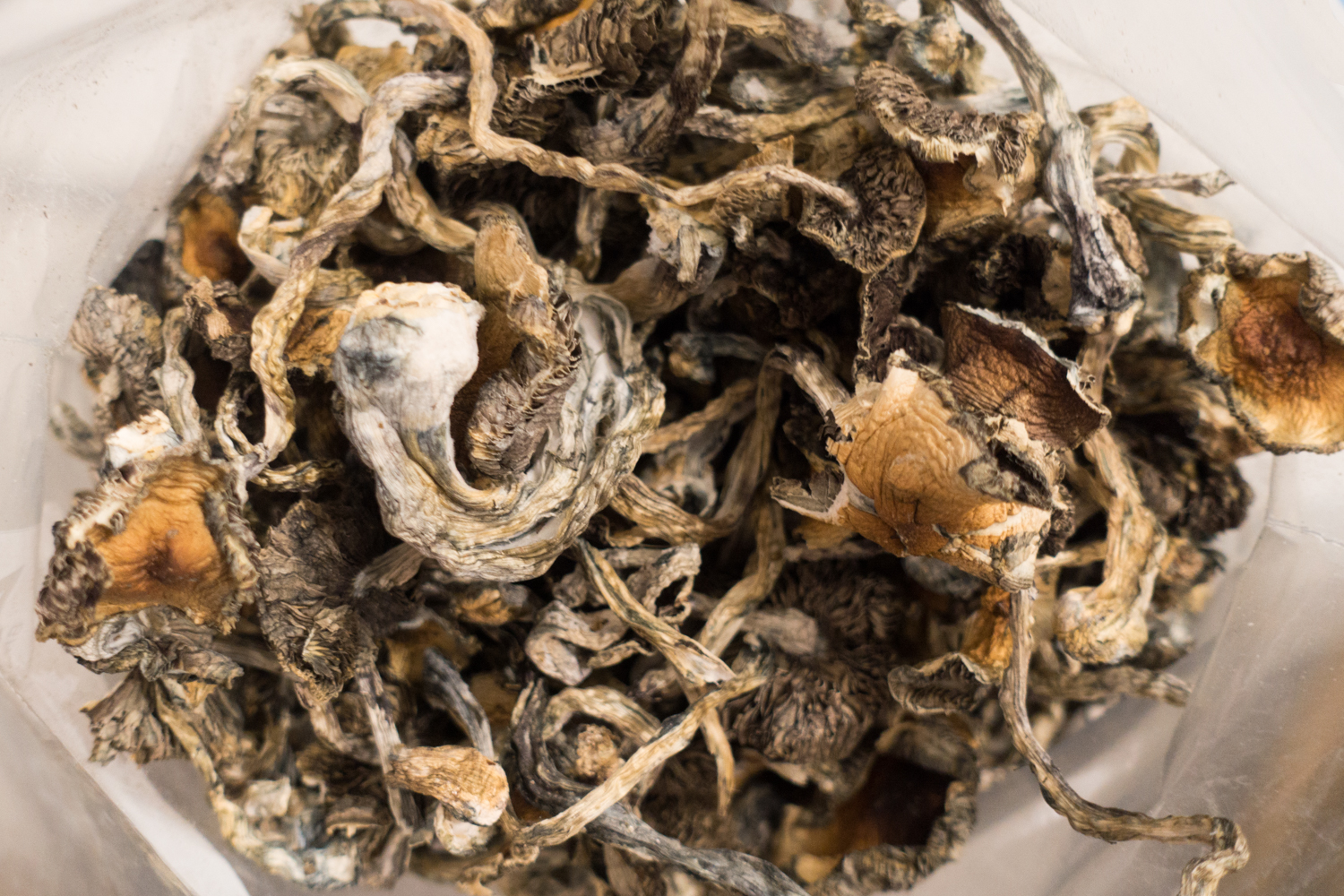 Blue meanie magic mushroom - Image 2