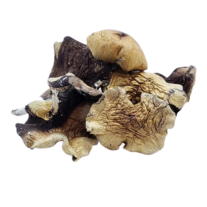 strains of psychedelic mushrooms