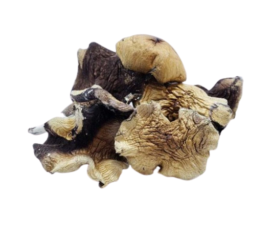 strains of psychedelic mushrooms