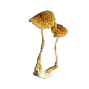 where can i find psychedelic mushrooms