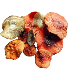 magic mushroom microdose