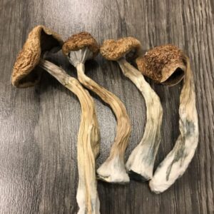 African Transkei Cubensis