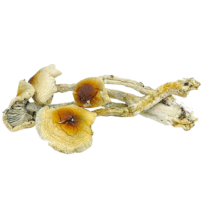 buy psychedelic mushrooms online